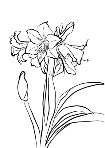 Hardy Amaryllis Coloring Page